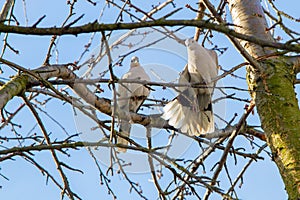 Grey wild pigeons on tree branches. A pair of pigeons.