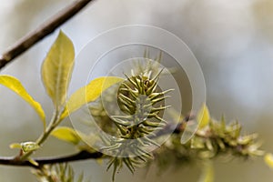 Grey willow buds Salix cinerea