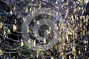 Grey willow catkins in springtime