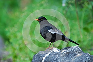 Grey-winged Blackbird