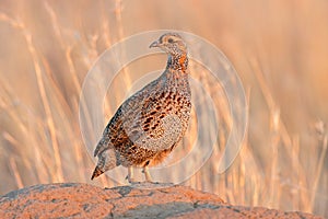 Grey-winged francolin in natural habitat