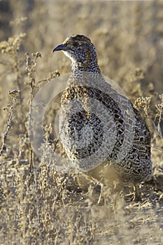 Grey-winged Francolin
