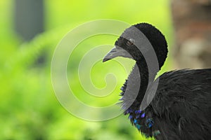 Grey-winged trumpeter