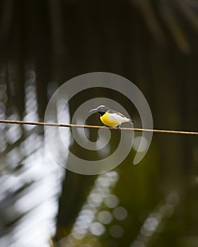 Grey Wobler bird on the wire