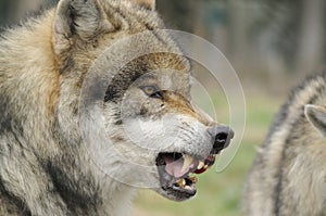 Grey Wolf