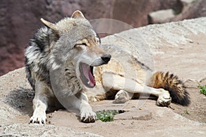 Grey wolf