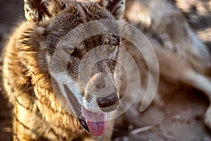 Grey Wolf Animal portrait in sunset light