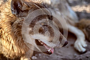 Grey Wolf Animal portrait in sunset light