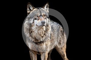 Grey wolf with img