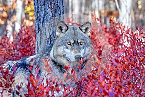 Grey wolf in blueberry bushes