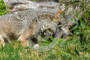 Grey wolf in bright sunshine with mouth open