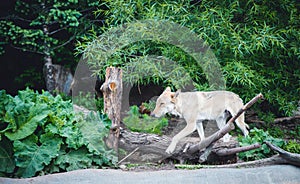 Grey wolf, canis lupus