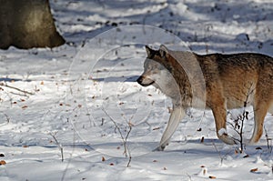 Grey Wolf ( Canis lupus )