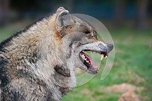Grey wolf (Canis lupus) photo