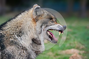 Grey wolf (Canis lupus)