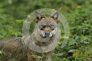 Grey Wolf ( Canis lupus )