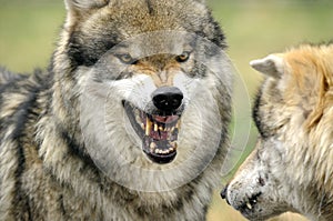 Grey Wolf ( Canis lupus )