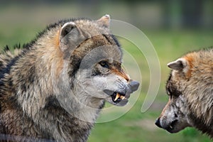 Grey wolf (Canis lupus)