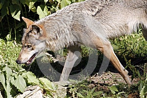 Grey wolf (Canis lupus)