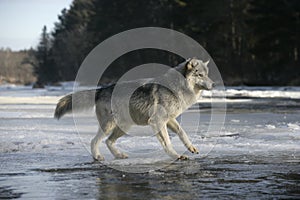 Grey wolf, Canis lupus