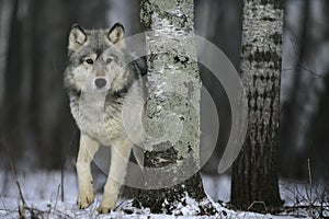 Grey wolf, Canis lupus