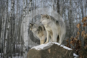 Grey wolf, Canis lupus