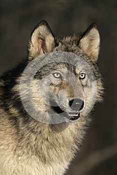 Grey wolf, Canis lupus