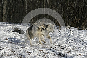 Grey wolf, Canis lupus