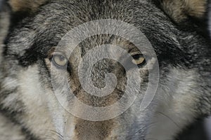 Grey wolf, Canis lupus