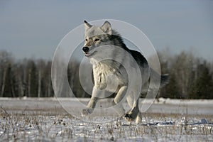 Grey wolf, Canis lupus