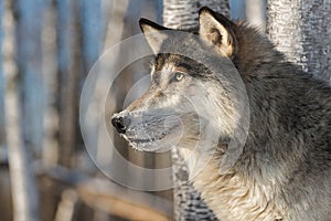 Grey Wolf Canis lupus Alert Profile Left