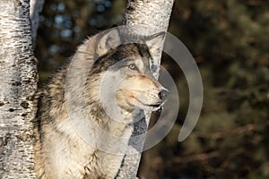 Grey Wolf Canis lupus Alert Profile Right Winter