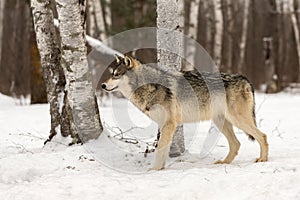 Grey Wolf Canis lupus Alertly Looks Left