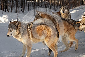 Grey Wolf (Canis lupus) Attempts to Mount Female Packmate Winter