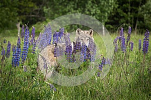 Grey Wolf Canis lupus Behind Lupin