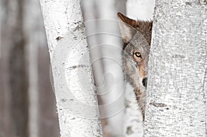 Grey Wolf (Canis lupus) Behind Tree