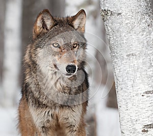 Grey Wolf (Canis lupus) By Birch Tree