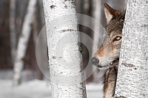 Grey Wolf (Canis lupus) Between Birch Trees