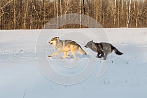 Grey Wolf Canis lupus and Black Phase Wolf Run in Field