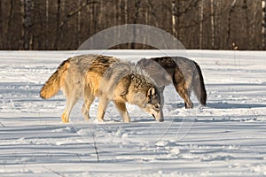 Grey Wolf (Canis lupus) and Black-Phase Wolf Sniff Snow Side by Side Winter