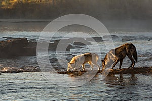 Grey Wolf Canis lupus and Black Phase Wolf Walk Across Misty Autumn River