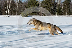 Grey Wolf Canis lupus Bounds Left Through Snow Winter