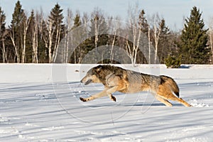 Grey Wolf (Canis lupus) Bounds Left Through Snowy Field Winter
