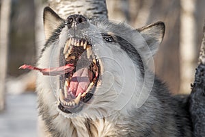 Grey Wolf Canis lupus Catches Piece of Meat