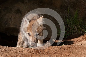 Grey Wolf (Canis lupus) Climbs Out of Den
