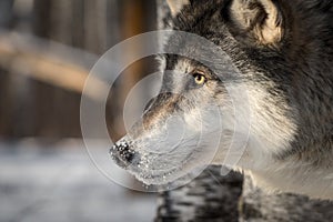 Grey Wolf Canis lupus Close Up Profile