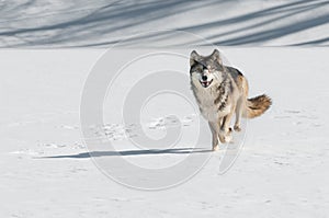 Grey Wolf (Canis lupus) Comes Running