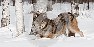 Grey Wolf (Canis lupus) Crouches Near Treeline