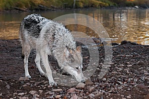 Grey Wolf (Canis lupus) Deep Sniff