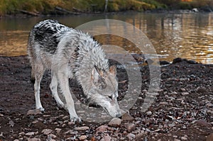 Grey Wolf (Canis lupus) Deep Sniff photo
